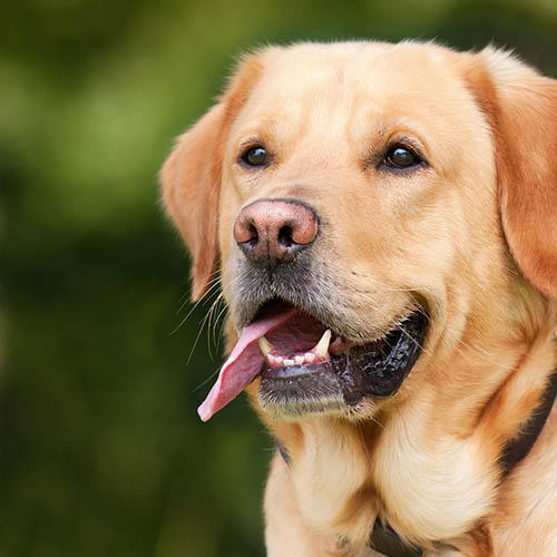  un chiot soin pharmacie Chrétien