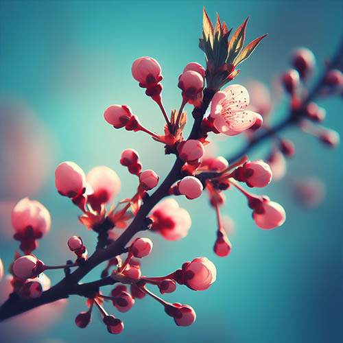 Gemmothérapie herboristerie Bonsecours